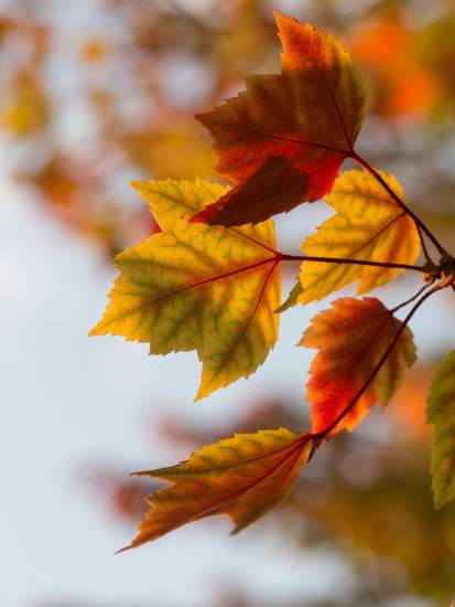 La beauté de l'automne
