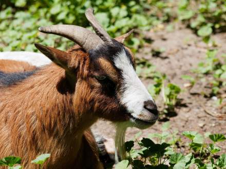 faune et flore famille avril