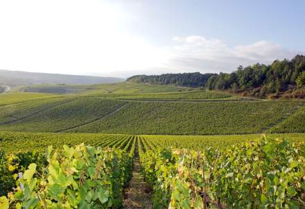 activités et tourisme, vignes dans les vosges
