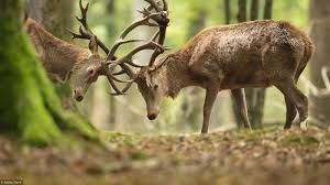 brame du cerf