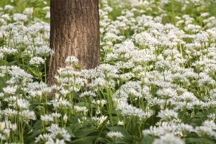 plantes du jardin